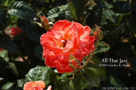 'All That Jazz' rose photo