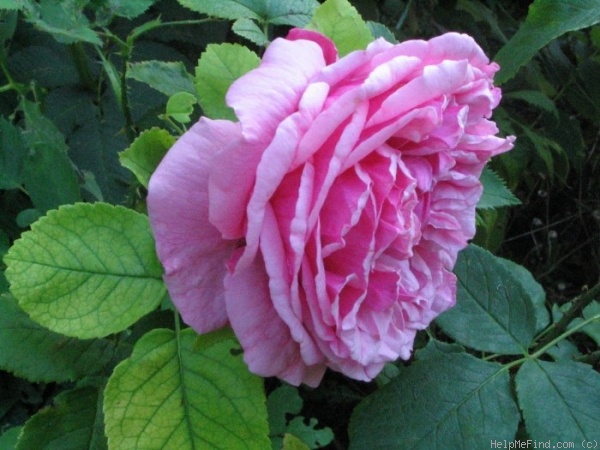 'Anaïse (bourbon, Bizard, 1839)' rose photo