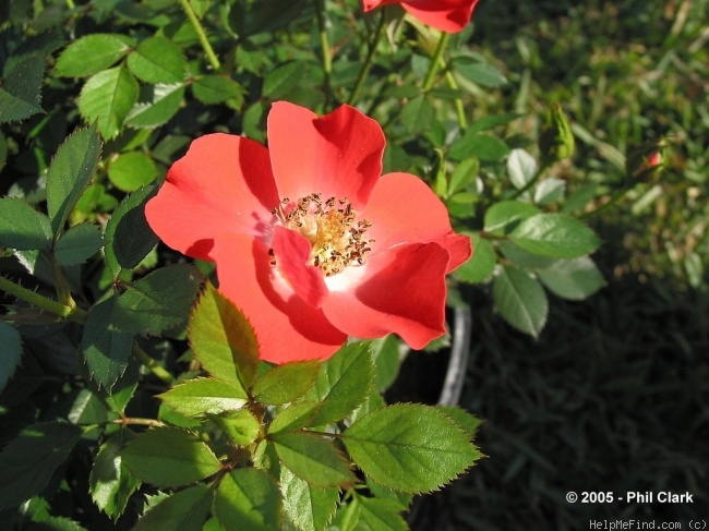 'Gizmo™' rose photo