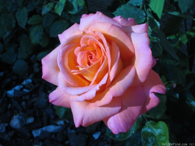 'Peach Surprise ™' rose photo