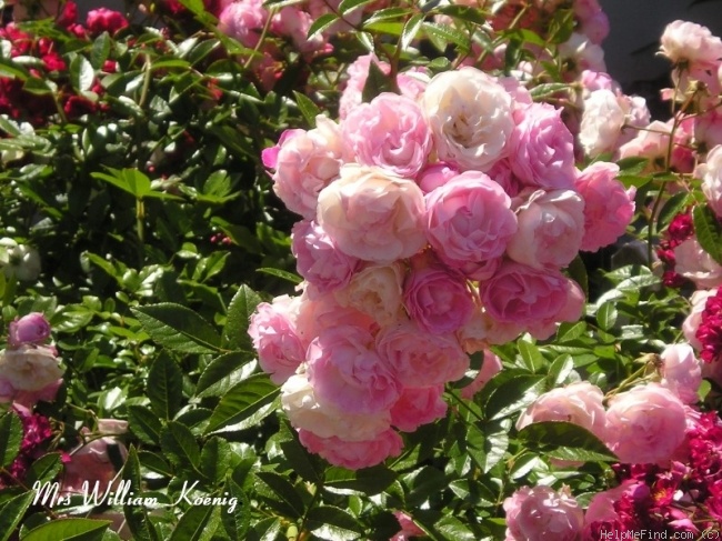 'Mrs. William G. Koning' rose photo