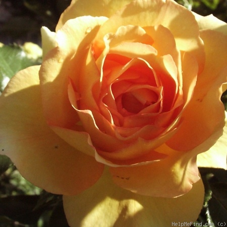 'Eureka ™ (floribunda, Kordes 2002)' rose photo