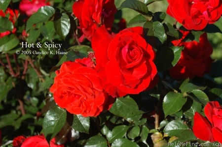 'Hot 'n' Spicy' rose photo