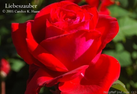 'Liebeszauber ™ (hybrid tea, Kordes 1991)' rose photo