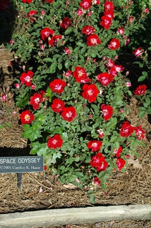 'Space Odyssey™' rose photo