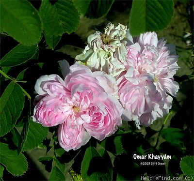 'Omar Khayyám' rose photo
