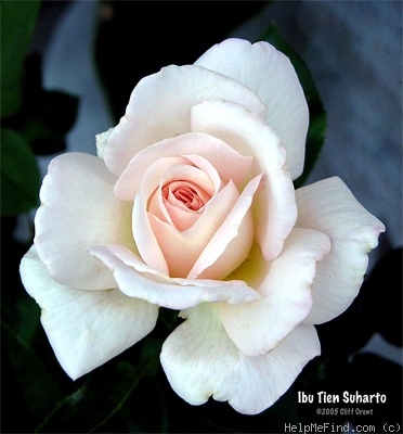 'Ibu Tien Suharto' rose photo