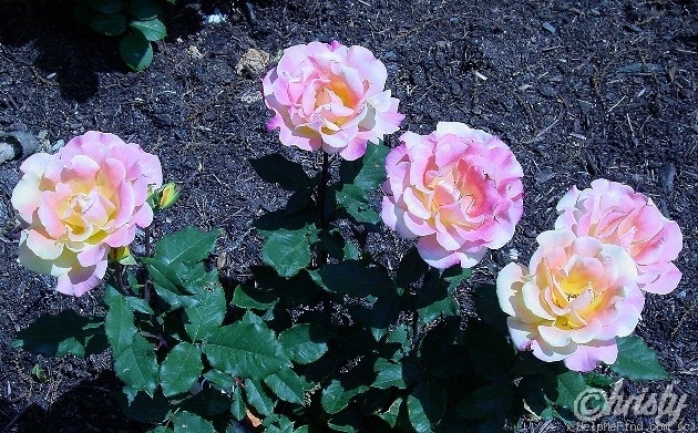 'Rio Samba ™' rose photo