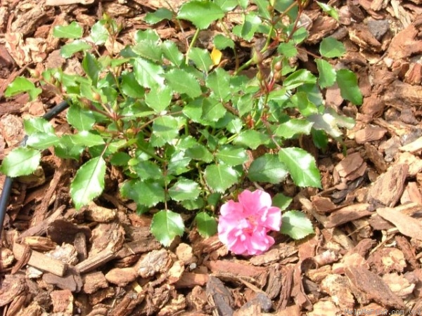 'Roseberry Blanket' rose photo