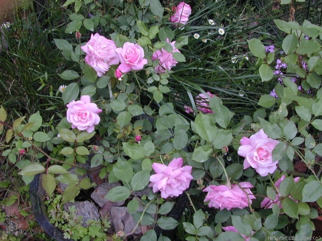 'Old Blush' rose photo