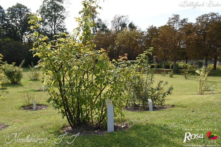 'Geschwind's Nordlandrose II' rose photo