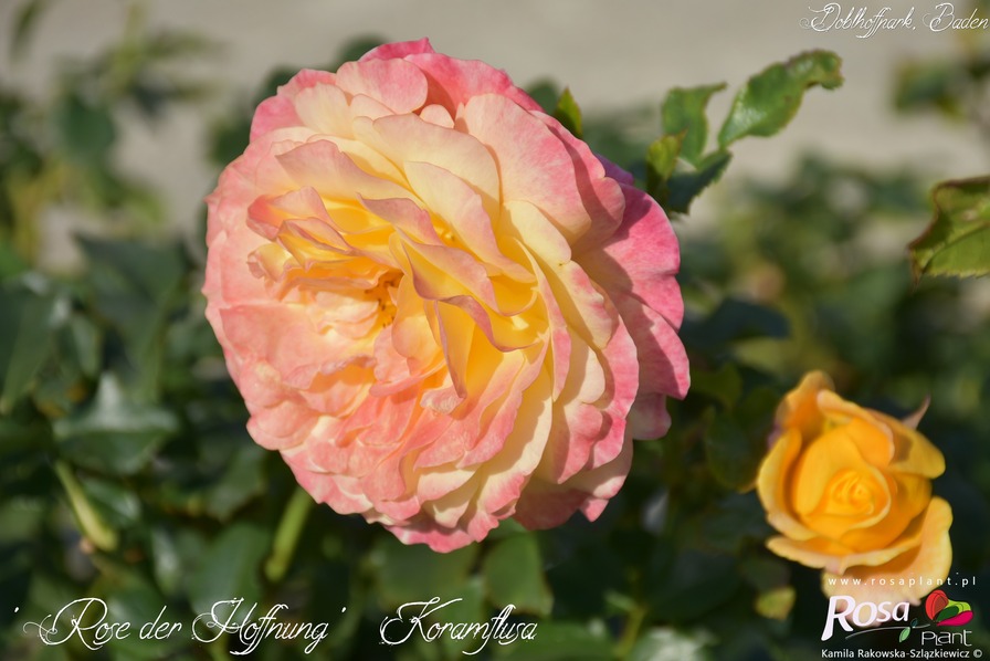 'Rose der Hoffnung ®' rose photo