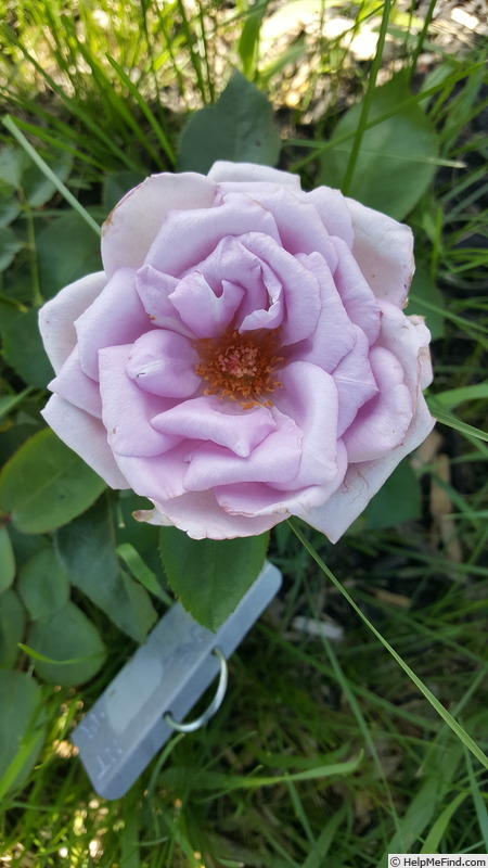 'Blue Girl (hybrid tea, Kordes, 1964)' rose photo