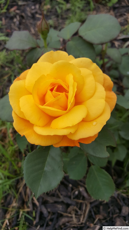 'Good as Gold (hybrid tea, Carruth 2013)' rose photo