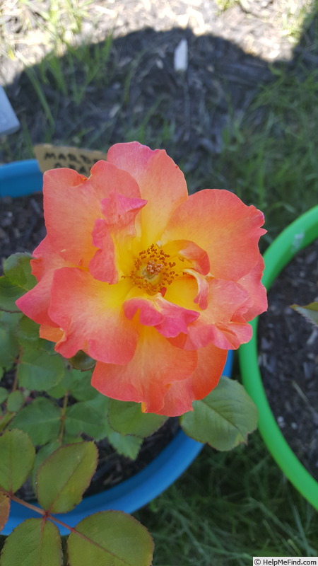 'Mardi Gras ™ (floribunda, Zary 2007)' rose photo