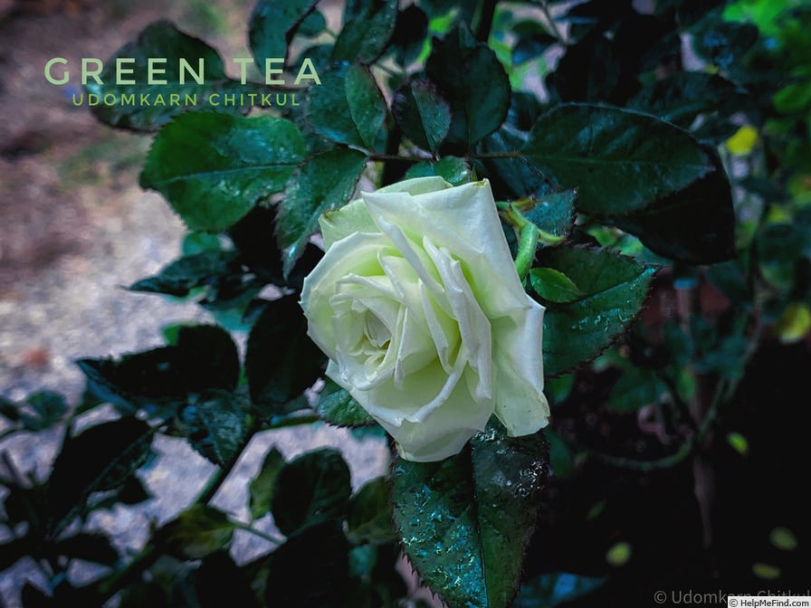'Green Tea ® (hybrid tea, Tantau 2002)' rose photo