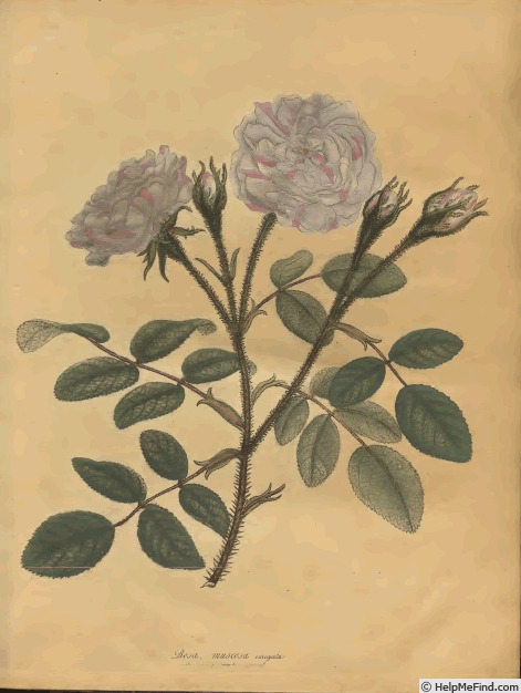 'Rosa muscosa variegata' rose photo