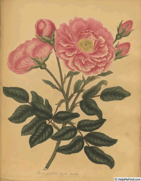 '<i>Rosa gallica flore marmoreo</i>' rose photo