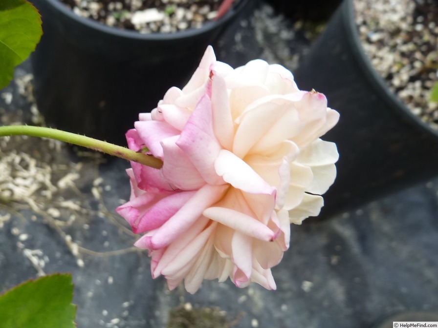 'Bas Amagnac' rose photo