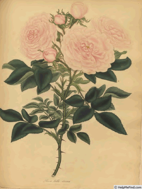 'Cluster Maiden's Blush' rose photo