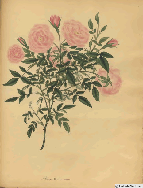 'Rosa indica minor' rose photo