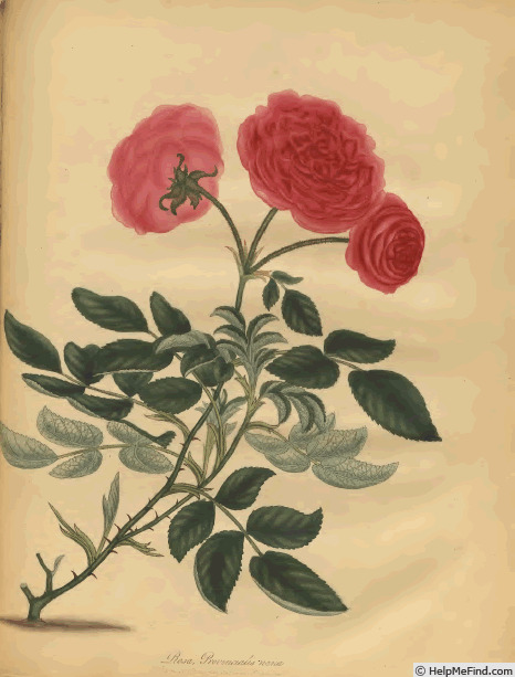 '<I>Rosa provincialis nana</i>' rose photo