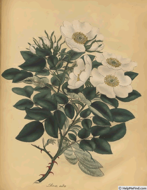 '<i>Rosa alba</i> L.' rose photo