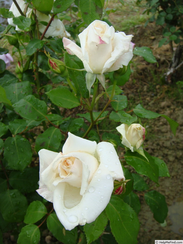 'Elisabeth Faurax' rose photo