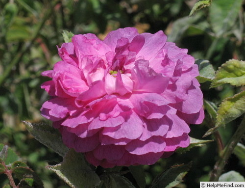 'Bishop' rose photo
