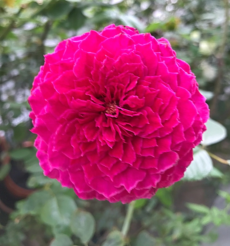 'Ramukan' rose photo