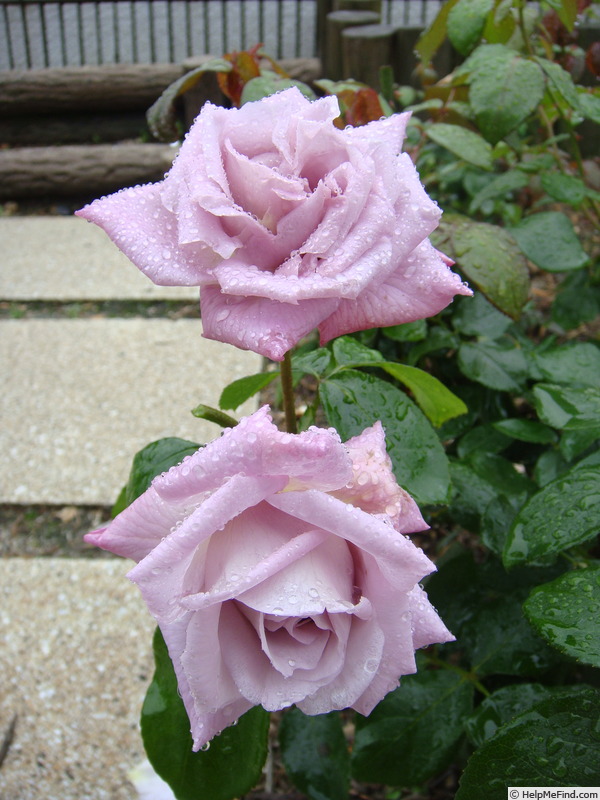 'Intermezzo' rose photo
