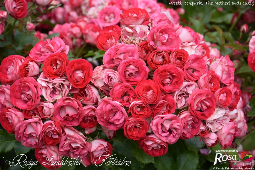 'Rosige Landdrostei' rose photo