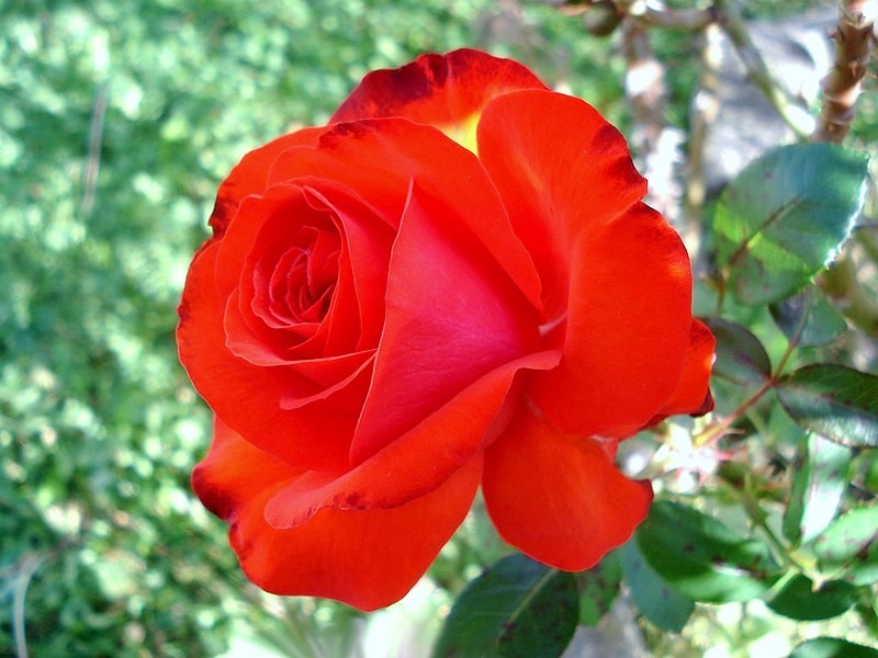 'Mikaël' rose photo