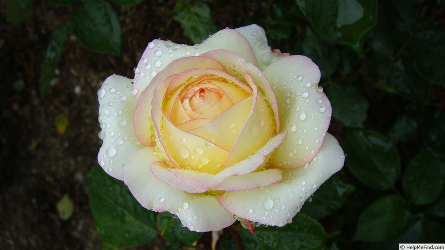 'Mitsouko ®' rose photo