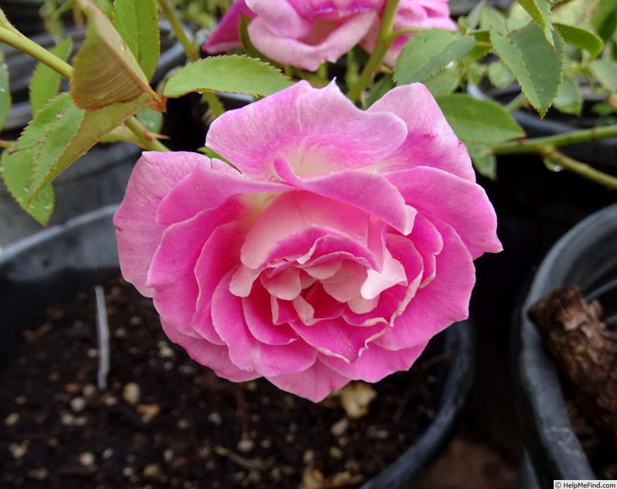 'Margarete Fuchs' rose photo