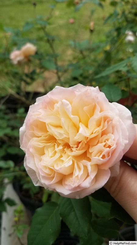 'Duquesa' rose photo