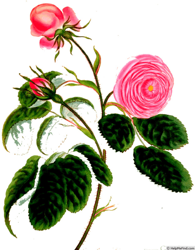 'R. centifolia bullata' rose photo