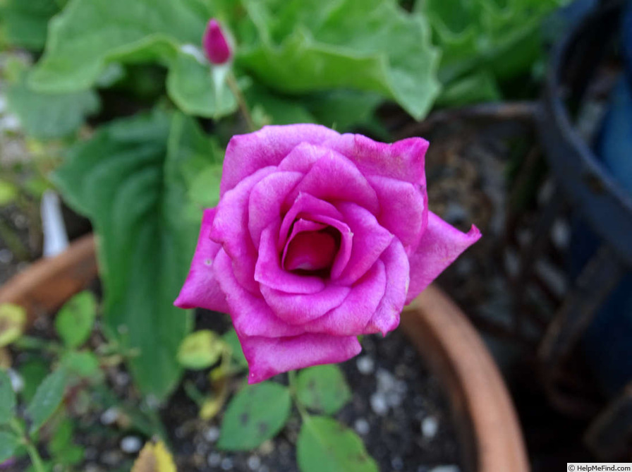 'Odessa' rose photo