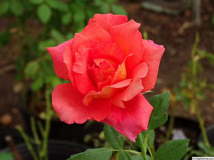 'Solitude ™ (grandiflora, Olesen 1991)' rose photo