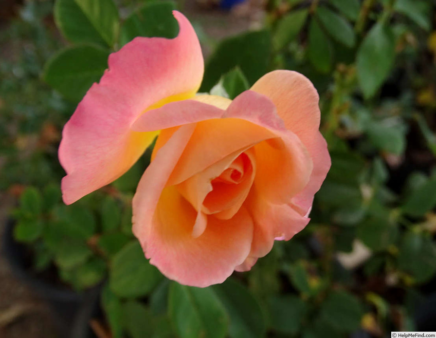 'Spirit of Peace (hybrid tea, Warriner, 1992)' rose photo