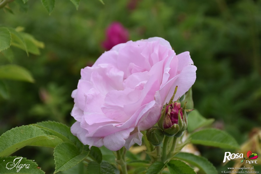 'Agra' rose photo