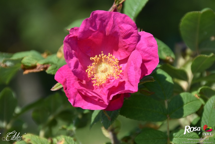 'Cibles' rose photo