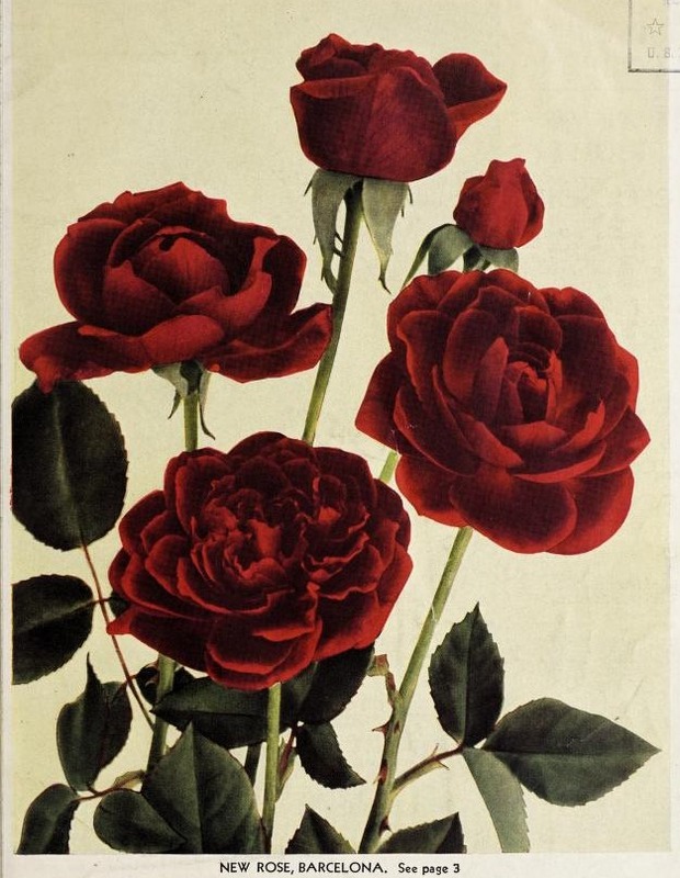 'Barcelona (hybrid tea, Kordes 1932)' rose photo