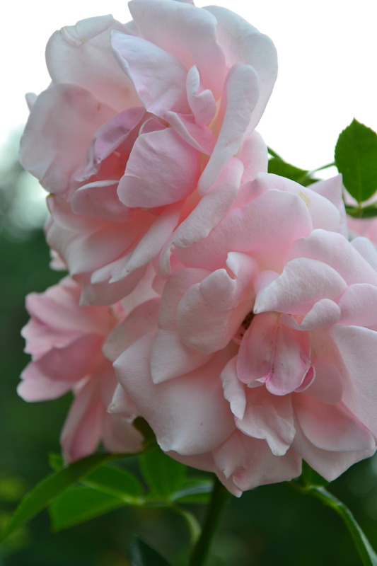 'Astrid Lindgren' rose photo