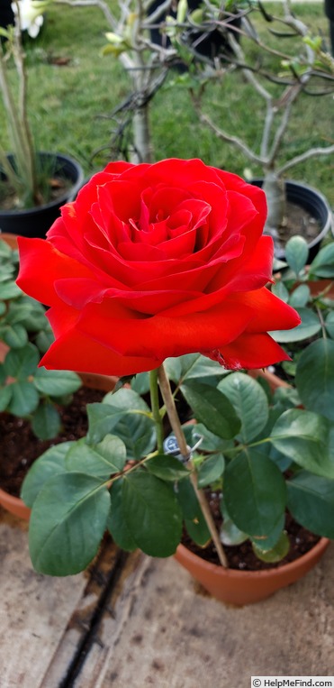 'Camara ®' rose photo