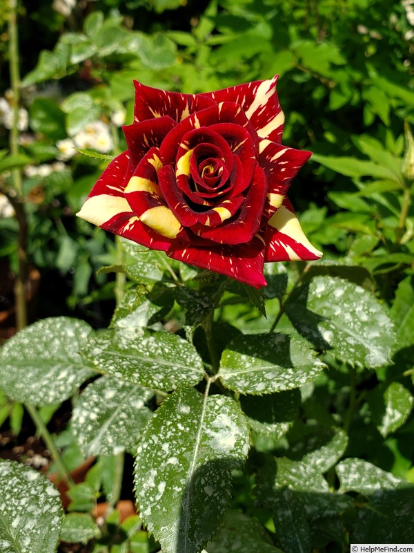 'Simsalabim (florists rose, Kordes, 2002)' rose photo