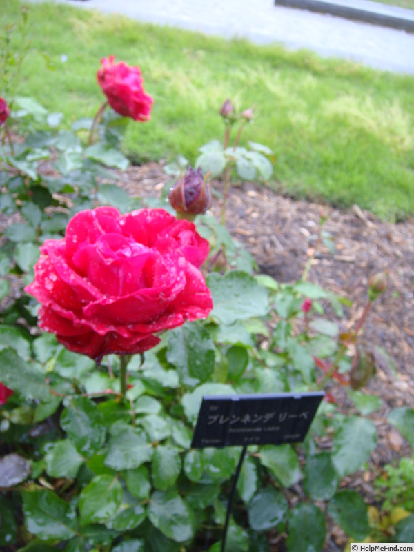'Brennende Liebe' rose photo