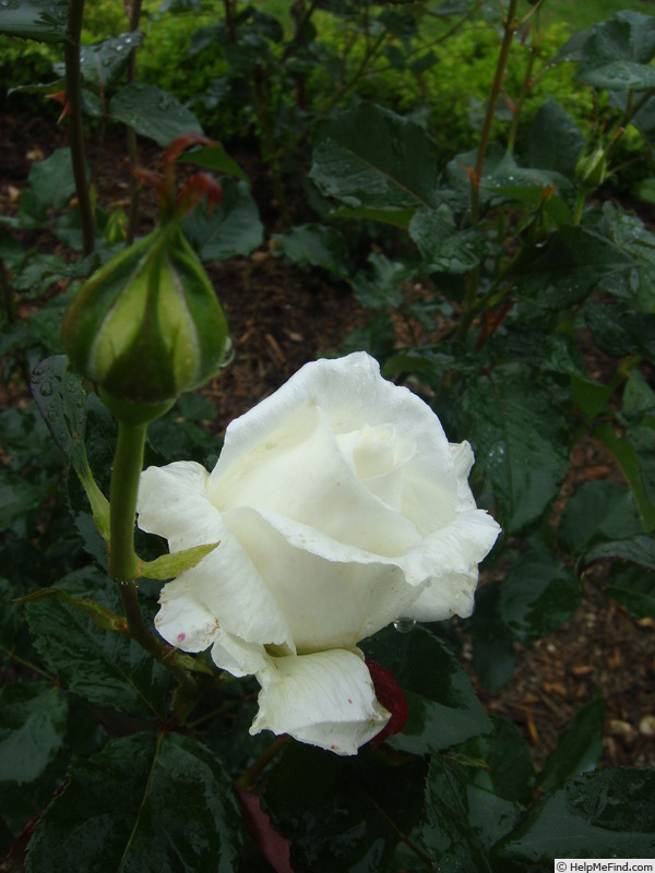 'Cayetana Stuart' rose photo