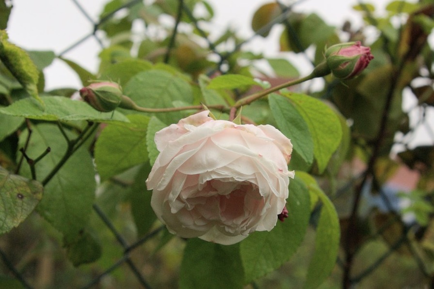 'Baltimore Belle (Repeat Version)' rose photo