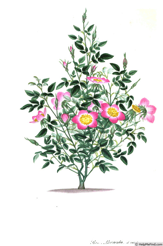 'Miss Lawrance's Rose' rose photo